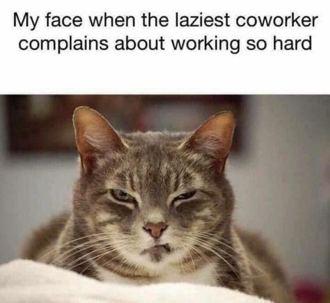 Hilarious Cats Text Posts On Tumblr – 15 Pics Co Worker Memes, Lazy Coworker, Cat Memes Funny, Cat Text, Coworker Humor, Workplace Humor, Cat Humor, Work Quotes Funny, My Face When