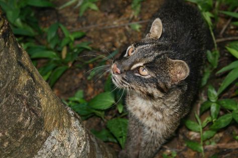 Iriomote Cat, Carnivorous Animals, Small Wild Cats, Zoological Garden, Forest Habitat, Rare Cats, Leopard Cat, Stray Cat, Wildlife Conservation