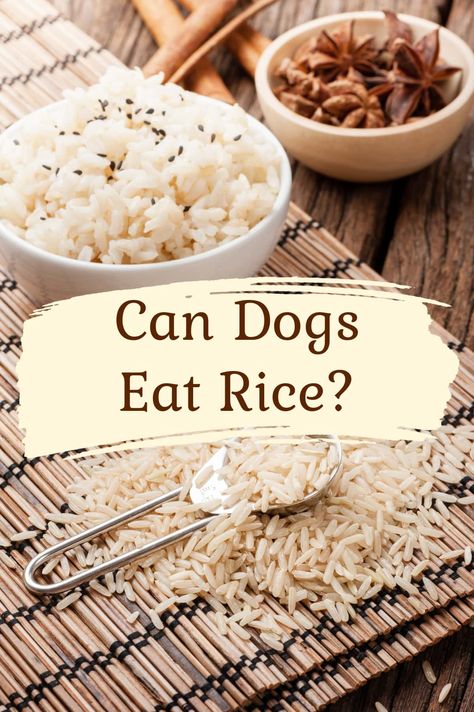 Can Dogs Eat Rice? Kung Pao Chicken Recipe, Seared Chicken Breast, Cheesy Chicken Broccoli, Broiled Chicken, Easy Chicken Breast, Poached Chicken, Chicken Breast Recipes Healthy, Dog Diet, Human Food