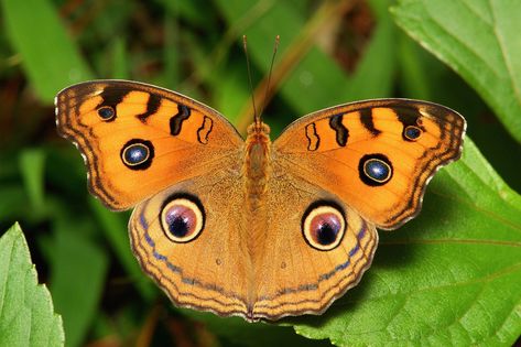 Most Beautiful Butterfly, Yunnan China, Butterfly Images, Butterfly Pictures, Vintage Embroidery, Top Ten, Beautiful Butterflies, Pansies, Moth