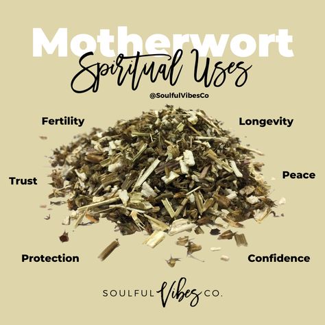 Product Name: Motherwort Product Description: Sold By The Scoops / Herbs Comes Loose in 3x4 in Bags Motherwort energies promote inner trust and confidence that the ultimate outcome will be best for all involved in the fullness of time. It is also used for counter-magic and associated with immortality and spiritual healing Benefits: Protection, Love, Peace, Healing Who should use this product: Suitable for use with individuals that want to improve their spiritual life. Ways to use: Ritual Bath Dr Healing Blessings, Natural Remedies For Insomnia, Magickal Herbs, Bath Dress, Magic Herbs, Magical Herbs, Ritual Bath, Herbal Healing, Herbal Magic