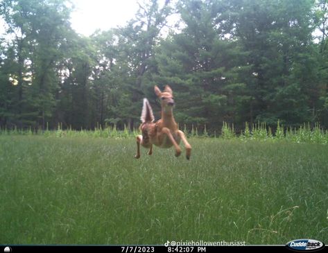 deer 🦌 💖💖💖 Deer Jumping, Trail Cam, Trail Camera, Little Critter, Oh Deer, Silly Animals, Small Animals, Baby Deer, Woodland Creatures