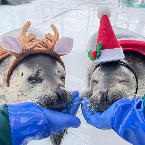 Matching Seals Pfp, Seal Matching Pfp, Cute Seal Pictures, Christmas Seal Animal, Seals, Funny Seal Pictures, Funny Seals, Seal Meme, Harp Seal