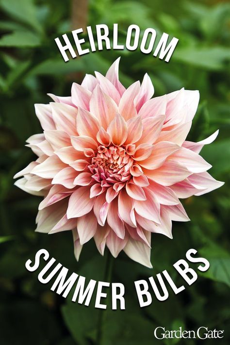 Soft pink Cafe au Lait Dahlia bloom Dinnerplate Dahlia, Summer Bulbs, Summer Flowering Bulbs, Magazine Ideas, Plant Guide, Garden Bulbs, Garden Gate, Garden Gates, Gardening Ideas