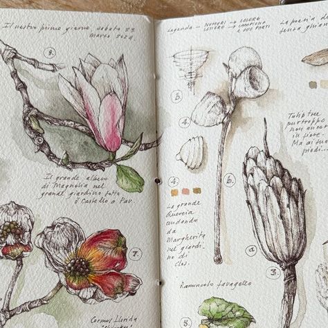 GiacoMina Ferrillo on Instagram: "The pages of my sketchbook are not just a way for me to practice drawing and study botany. They are the repositories of the feelings and memories linked to the plants I observe and the moments in which I observe them.  So this spread contains some species seen in France during my week at Clos Mirabel, in the garden and around but also memories of all the beautiful times spent there. It’s #thepowerofasketchbook_gmf  🌿 #botanyandfeelingsnotes_gmf  #notjustasketchbook_gmf" Nature Study Sketch, Healing Journal, Pretty Paintings, Botanical Sketchbook, Practice Drawing, Watercolor Sketchbook, Easy Art, My Sketchbook, Journal Inspo