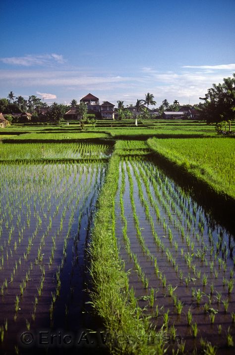 Rice Paddy Malaysia Building, Rice Paddy Fields, Rice Farm, Rice Farming, Fields Painting, Agriculture Photography, Cool Lock Screen Wallpaper, Vietnam Tattoo, Beautiful Landscape Paintings