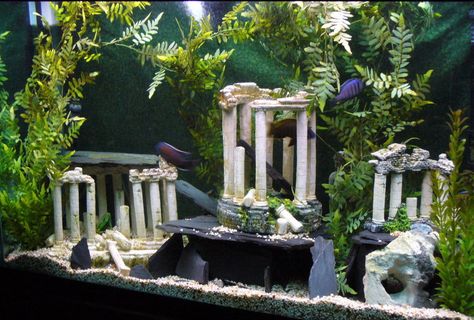 The 110 gallon Forgotten Atlantis...love this setup! Atlantis Fish Tank, Gothic Fish Tank, Pirate Fish Tank, Greek Exterior, Fish Perspective, Beardie Tank, Themed Fish Tank, Atlantis Aquarium, Betta Sorority