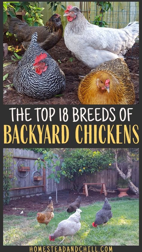 Chickens Backyard Breeds, Homestead Animals, Best Egg Laying Chickens, Egg Laying Chickens, Types Of Chickens, Backyard Chicken Coop Plans, Backyard Chicken Farming, Raising Backyard Chickens, Backyard Flocks