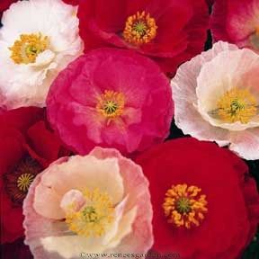 Heirloom flowers Heirloom Flowers, Shirley Poppy, Papaver Rhoeas, Wildflower Seeds, Caicos Islands, Garden Seeds, Green Thumb, Trinidad And Tobago, Perennials