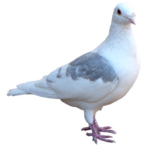 Kabutar Png, White Pic, Homing Pigeons, White Pigeon, Aquatic Birds, Dove White, Grey Heron, Animal Categories, Dove Bird