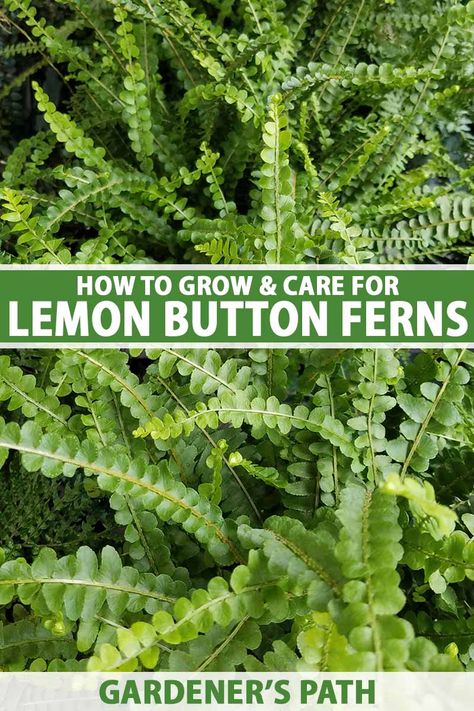 Indoor Ferns Houseplant Plant Care, Lemon Button Fern Care, Button Fern Care, Boston Fern Indoor, Lemon Button Fern, Fern Varieties, Grow Lemon, Plant Parenting, Button Fern