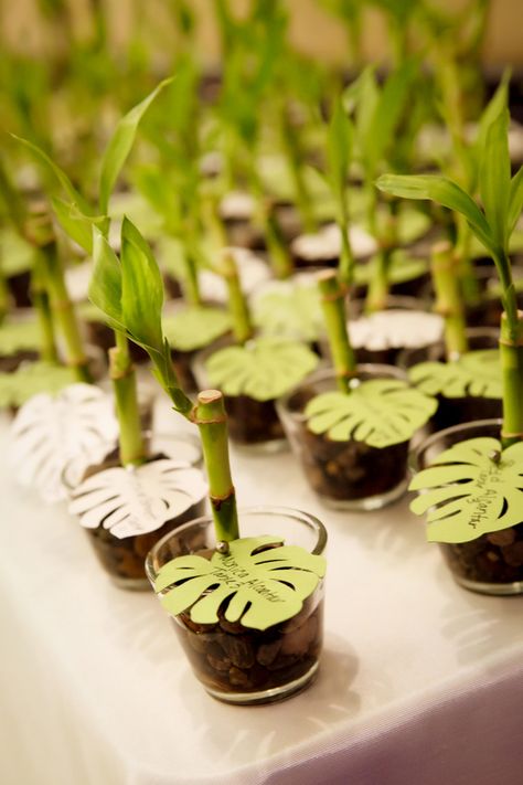 Party favors.  Lucky bamboo for all ~ hawaiian destination wedding  //  cyndi hardy photography  bigislandreale.com  We know luck and we know style.  Let us show you around. Chinese Wedding Favors, Tropical Wedding Favor, Creative Wedding Favors, Wedding Favors And Gifts, Wedding Mementos, Fiesta Tropical, Wedding Favors Cheap, Hawaiian Wedding, Favor Ideas