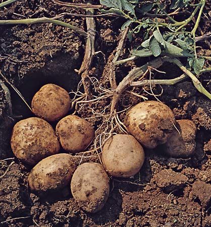 potato plant When To Plant Potatoes, Potato Gardening, Tattoo Plant, Vegetable Pictures, Planting Potatoes, Plant House, Fall Garden Vegetables, Growing Potatoes, Home Vegetable Garden