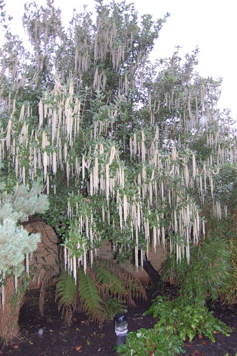 Garrya elliptica Garrya Elliptica, California Landscaping, Circle Bed, Sacred Garden, Backyard Trees, California Native Plants, Pergola Lighting, Meadow Garden, Front Courtyard