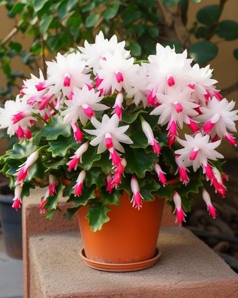 This plant is called 'Christmas cactus.' Here's how to successfully grow it in a pot at home Christmas Cactus Flower, Kaktus Dan Sukulen, Christmas Cactus Care, Christmas Cactus Plant, Cactus House Plants, Easter Cactus, Holiday Cactus, Flowering Cactus, Potted Cactus