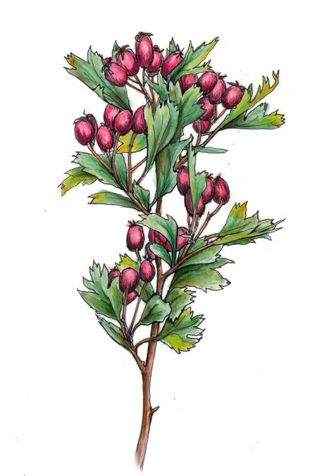 Pen and watercolor image of a branch off of our hawthorn tree. Rowan Tree Aesthetic, Hawthorn Berries, Hawthorn Tree, Hawthorn Berry, Rowan Tree, Tree Study, Watercolor Images, Month Flowers, Pen And Watercolor