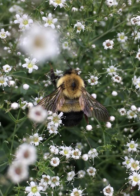 Miss Peregrines Home For Peculiar, Estilo Hijab, Buzzy Bee, Cottagecore Aesthetic, Save The Bees, Bees Knees, Bee Keeping, Honey Bee, Bumble Bee