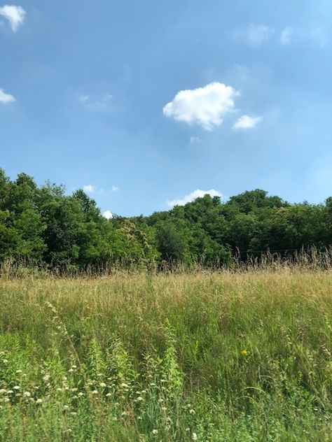 High grass High Grass Landscape, Long Grass Field, Grass Field Aesthetic, Tall Grass Field, Grass Aesthetic, Grass Photo, Grass Wallpaper, Structured Water, Grasses Landscaping