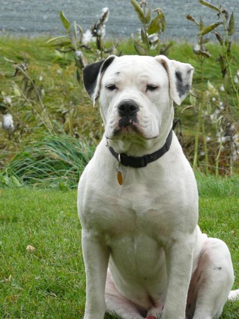 The American Bulldog American Bulldog Scott, White American Bulldogs, Pitbull Mix Puppies, American Bulldog Puppies, Bully Dogs, American Bulldogs, American Bulldog Mix, American Bull, Water Photo