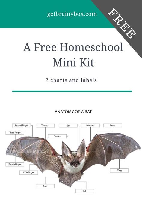 Are you doing a Bat unit study in your homeschool? This free high quality printable from www.GetBrainyBox.com includes a control chart, a no text chart and labels all to help you study Bat Anatomy the Montesori way.  #homeschool #batunit #science #preschool #montessori #chart #elementary Bats Unit Study, Bat Lessons, Bat Anatomy, Preschool Curriculum Free, Bats Unit, Preschool Montessori, Montessori Science, Free Homeschool Resources, Animal Adaptations