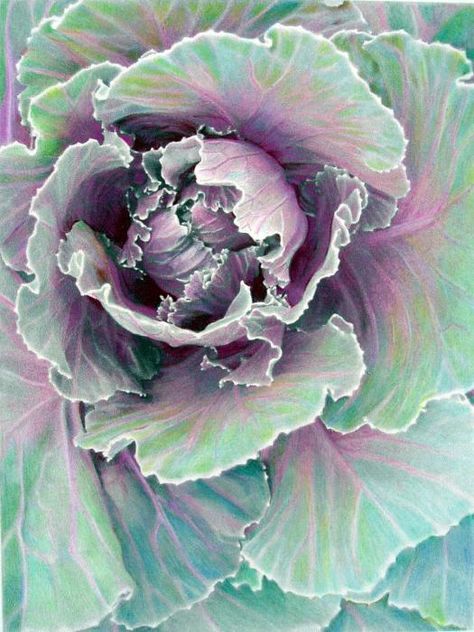 A Woman of the Soil: Of Cabbages and Kales Ornamental Kale, Ornamental Cabbage, Mint Fashion, Fruits Drawing, Purple Cabbage, Colors Shades, Watercolor Fruit, Coloured Pencils, Color Pencil Art