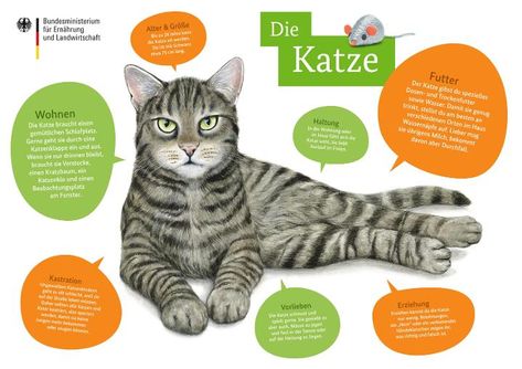 Tierfibel: Poster Katze Ikea Wardrobe Hack, Animal Projects, German Language, Play To Learn, Kindergarten, Preschool, Animals, Pre School