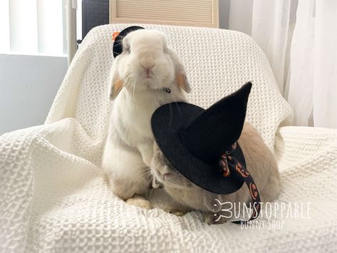 It's beginning to look a lot like 🎃 ------------------------------------------------- 🐰Follow us on Tiktok and YouTube. 🎀 Bunny witch hats are available on our Etsy 🛍 Other toys and accessories is in our favorites list.  🔗 It’s all linked in our bio!  ------------------------------------------------- #rabbitsofinstagram #bunny #hollandlop #pets #rabbitlife #bunnylife #cuteanimals #bunnylovers  #petaccessory #etsyshop #etsypets #diy #halloween Rabbit Costumes For Rabbits, Bunnies Dressed Up, Bunny Wearing Hat, Bunny Outfits Pet, Pet Rabbit Clothes, Bunny Witch, Bunny Outfits, Bunny Halloween, Bunny Halloween Costume