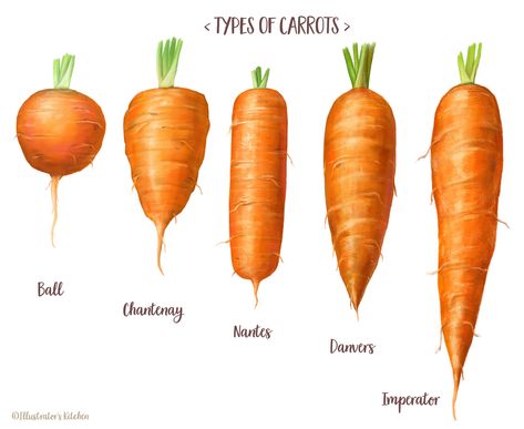 Click image for more information about different types of carrots! Different Types Of Carrots, Types Of Carrots, Carrot Varieties, Fruits And Vegetables List, Food Calorie Chart, Culinary Tips, Healthy Pantry, Kitchen Gardens, Savory Treats