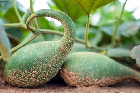 The 10 Best Types of Gourds to Grow for Decor, Crafts, and More Types Of Gourds, Purple Martin House, Purple Martin, Gourd Crafts, Bushel Baskets, Apple Stem, Gourds Crafts, Autumn Table, What To Use