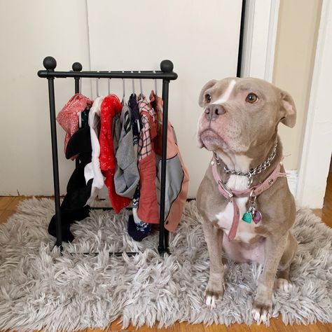 Revel in your crazy dog mom-ness. Check out my step by step guide to creating your own dog wardrobe/clothing rack for less than $20! Dog Clothes Storage, Dog Wardrobe, Clothes Storage Ideas, Dog Closet, Dog Bedroom, Teacup Yorkie Puppy, Diy Clothes Rack, Spoiled Dogs, Diy Wardrobe