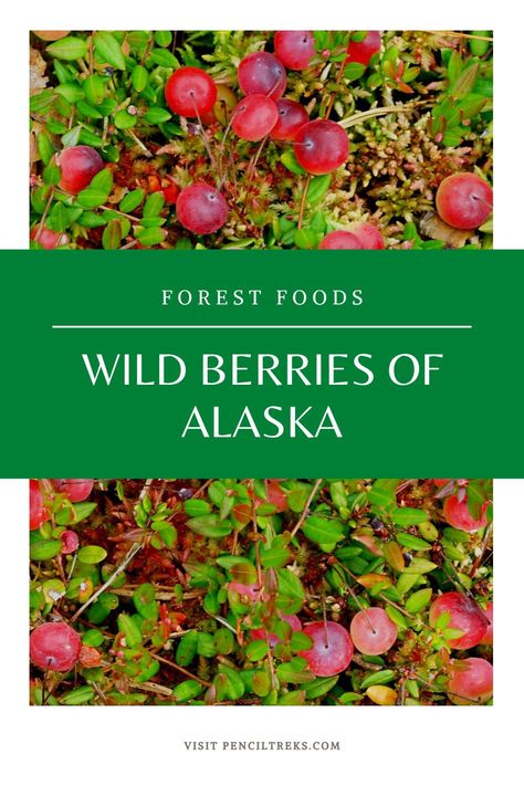 Alaska Gardening, Alaska Garden, Gardening In Alaska, Homesteading In Alaska, Winter Foraging, Alaska Foraging, Foraging In Arkansas, Poisonous Berries, Foraging In Minnesota