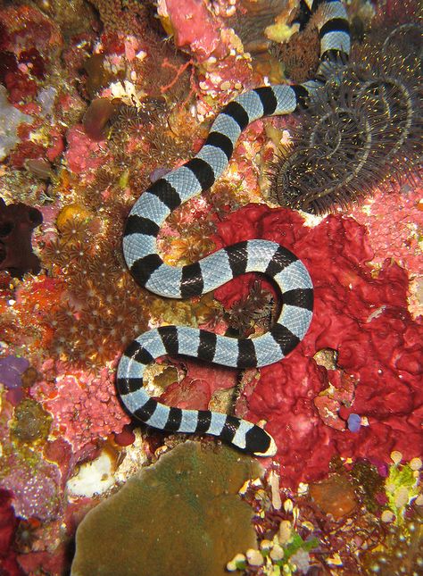 Banded Sea Snake (Laticauda colubrina) Sea Krait, Cool Snakes, Sea Snake, Beautiful Snakes, Reptile Snakes, Animal References, Underwater Creatures, Underwater Life, The Coral