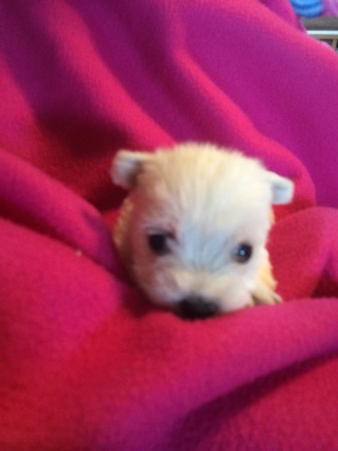 Sweet Violet.... Silly Animal Pictures, Westie Puppies, Westie Dogs, Silly Dogs, Pretty Animals, Silly Animals, Baby Puppies, Cute Animal Pictures, 영감을 주는 캐릭터