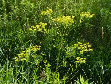 Wild Parsnip, Small Moths, Western Borders, Parsnips, Single Flower, Seed Starting, The Roots, Native Plants, Some Pictures