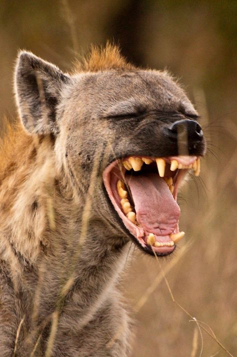 hyena. Laughing Hyena, Chobe National Park, Okavango Delta, Wild Kingdom, Game Reserve, African Wildlife, Wild Dogs, Hyena, Wildlife Animals