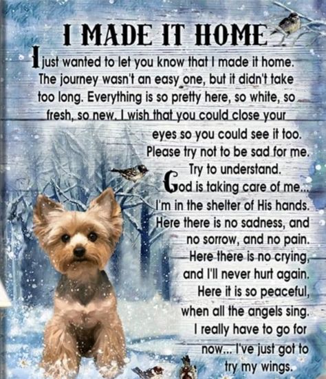 Dog Heaven Quotes, Pet Poems, Miss My Dog, Dog Poems, Dog Quotes Love, Heaven Quotes, Dog Heaven, Pet Remembrance, Losing A Dog