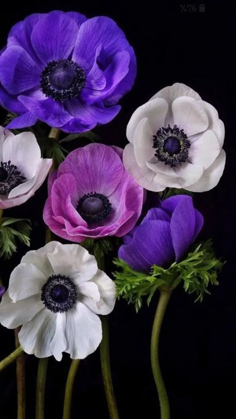 Nail Designs Flower, Gardening Tattoo, Anemone Bouquet, Gardener Aesthetic, Gardening Aesthetic, Nails Flowers, Garden Tattoo, Flowery Wallpaper, Aesthetic Garden