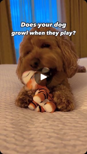 636K views · 5.6K reactions | Happy grrrrs 🥹

Play growling is your pups way of saying that they are having fun, and that they want to keep on playing!

Growling during play is often mistaken as an aggressive behavior when it means a dog is having a great time. Some pups even growl or grumble during particularly pleasant cuddle sessions, kind of like when cats pur. Many dogs growl talk to communicate contentment or as a greeting.

Although it’s hard for our human ear to pick up on, there are subtle differences in dog growls. Play growling can be distinguished from other more aggressive types of growl in a few ways. It will sound more high pitched, and the growls will tend to be shorter, and accompanied by positive body language like tail wagging, bounding motions, or play bowing.

Don’t b Dog Growling, Human Ear, Keep On, Body Language, Motion, Dogs