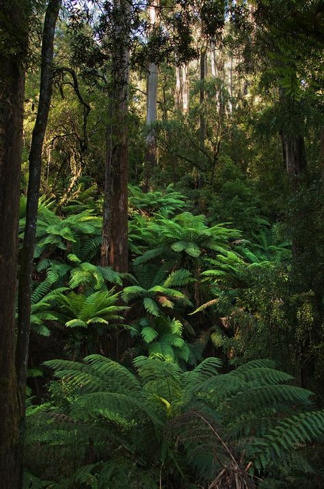 Australian Tree Fern, Australian Trees, Ferns Garden, Tree Fern, Rain Forest, Tropical Rainforest, Tree Forest, Alam Yang Indah, Tropical Garden