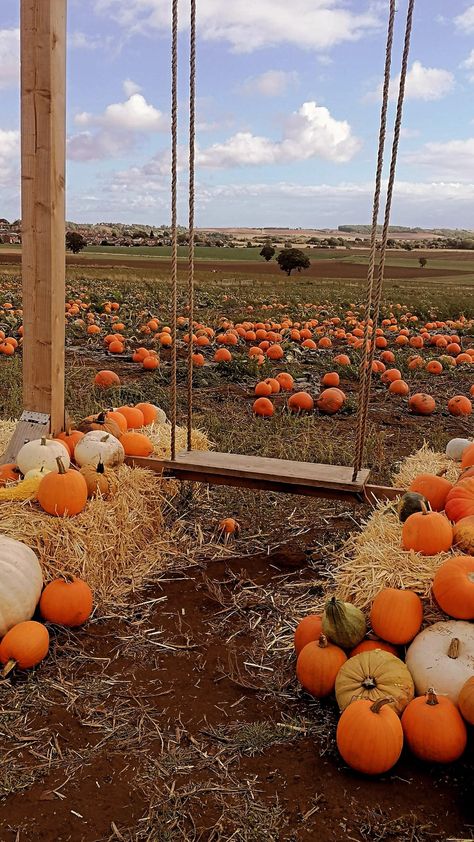 A swing set on a pumpkin patch, with hay bales and pumpkins surrounding the swing. It's very autumnal. Pumpkin Patch Business Ideas, Pumpkin Patch Ideas Diy, Home Pumpkin Patch, Patch Ideas Diy, Pumpkin Christmas Tree, Pumpkin Village, Diy Pumpkin Patch, Pumpkin Patch Business, Pumpkin Patch Aesthetic