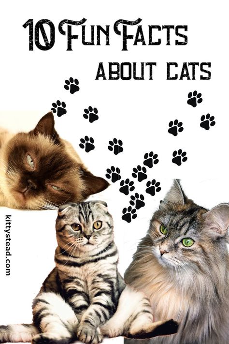 10 Fun Facts About Cats - Kittystead | Kittystead Fun Facts About Cats, Turkish Van Cats, Quiet Cat, Facts About Cats, 10 Fun Facts, Cat Fun, Lunch Notes, Cat Ages, Cats Rule