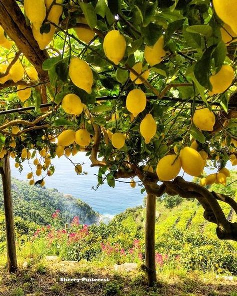 Lemon Farm, Lemon Pictures, French Country Estate, Capri Island, Lemon Grove, Sorrento Italy, Italy Summer, Fruit Flowers, Lemon Decor