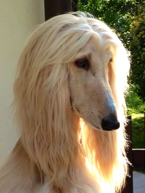 Afghan Hound Beauty <3 Afghan Dogs, Saluki Dogs, Afghan Hounds, Disabled Dog, Afghan Hound, Pretty Animals, Hound Dog, Dog Gifs, Whippet