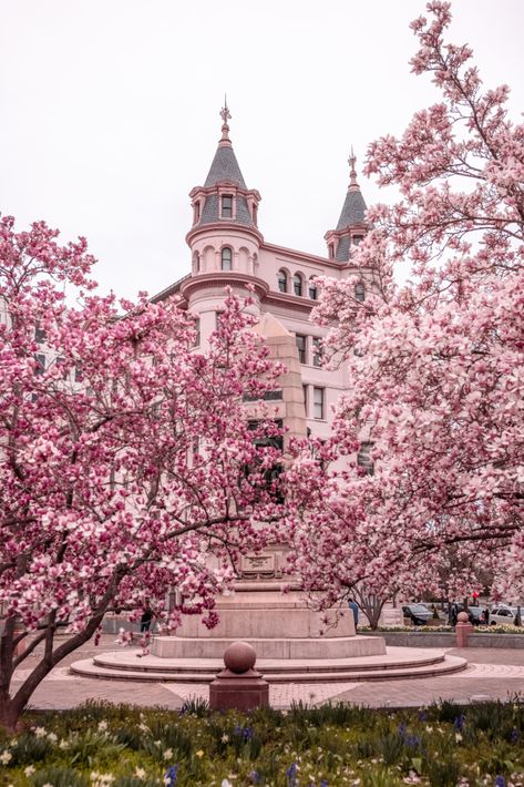 Cherry Blossom Festival Washington Dc, Cherry Blossom Washington Dc, Bright Aesthetic, C Photo, Beautiful Countries, Fairytale Aesthetic, Spring Inspo, Cherry Blossom Festival, Magnolia Trees