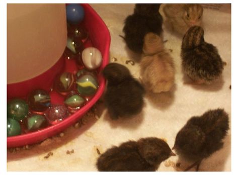 Breeding Rabbits, Baby Quail, Quail House, Breeds Of Chickens, Button Quail, Quail Coop, Raising Quail, Raising Ducks, Chicken Pen