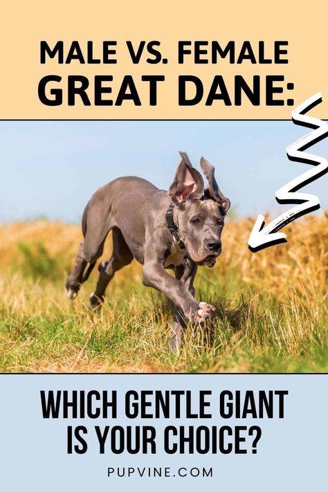 Brindle Great Dane, Great Dane Facts, Blue Merle Great Dane, Great Dane Temperament, Mantle Great Dane, Merle Great Danes, Great Dane Rescue, Black Great Danes, Blue Great Danes