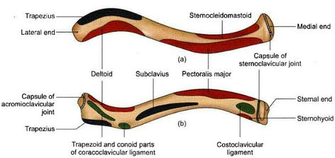Clavicle Books For Medical Students, Clavicle Bone, Upper Limb Anatomy, Muscle System, Anatomy Images, Anatomy Bones, Short Notes, Medical Books, Human Bones