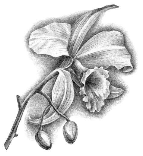 Kataleya Flower Tattoo, Cattleya Orchid Drawing, Orchid Artwork, Flower Tattoo Stencils, Orchid Drawing, Sketch Wall, Cattleya Orchid, Pencil Art Drawings, Single Flower