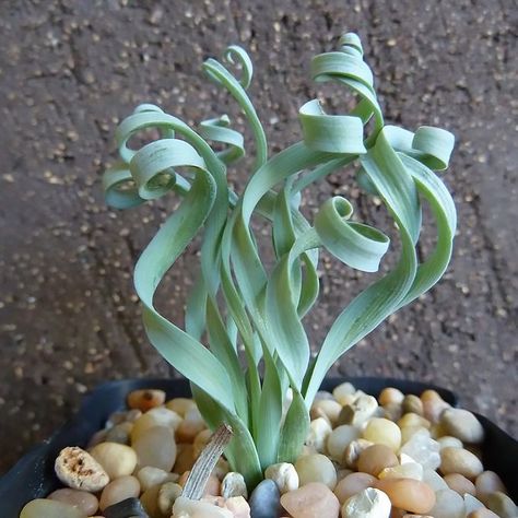 The 'Frizzle Sizzle' Is a Houseplant That'll Make You Happy Albuca Concordiana, Bulbous Plants, Planting For Kids, Bonsai Seeds, Large Flower Pots, Balcony Plants, Starting A Garden, Unusual Plants, Grass Seed