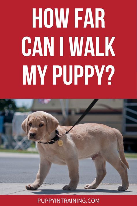 How Far Can I Walk My Puppy? - Yellow Lab puppy out for a stroll on the sidewalk Puppy Walking Schedule, Puppy Walking, Puppy Mom, Clever Dog, Dog Potty Training, Dog Enrichment, House Training Dogs, Dog Training Advice, Lab Puppy